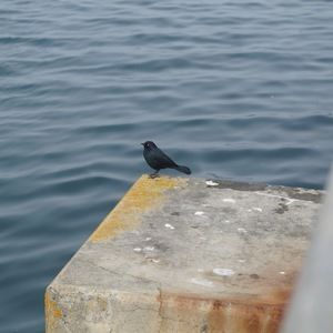 Meet your Posher, Ana